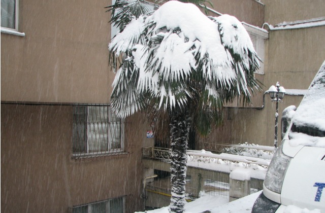 Palm tree in snow