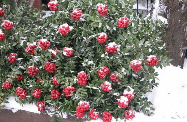 Popular winter flowers in Istanbul.