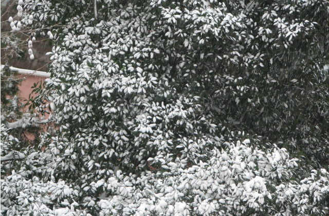 Bush covered in snow
